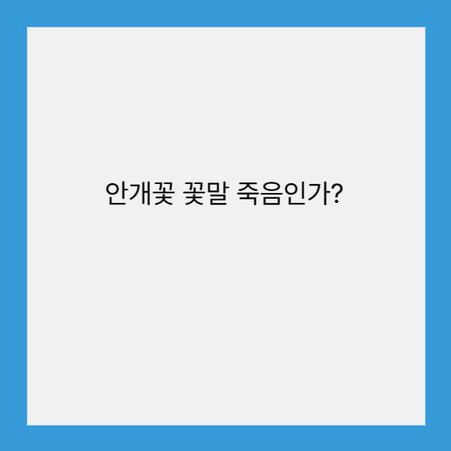 안개꽃 꽃말 죽음인가?